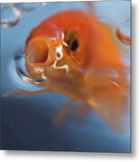Goldfish Opening Mouth To Catch Food Metal Print