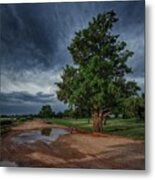 Good Morning Tree And Sky Metal Print