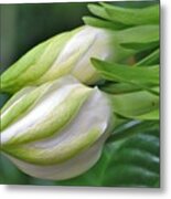 Best Buds Gorgeous Gardenia Flower Buds Metal Print