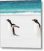 Gentoo Penguins Caught In A Sand Storm. Metal Print