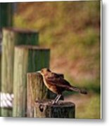 Grackle Sitting On A Piling Metal Print