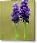 Grape Hyacinth Metal Print