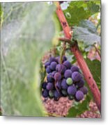 Grapes 1 Metal Print