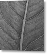 Graphite Leaf Metal Print