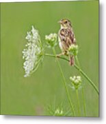 Grasshopper Sparrow Metal Print