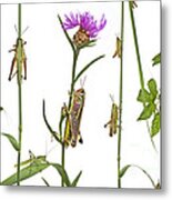 Grasshoppers On Meadow Plants Metal Print