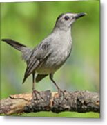 Gray Catbird   Dumetella Carolinensis Metal Print