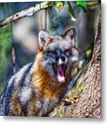 Gray Fox Awakens In The Tree Metal Print