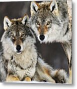 Gray Wolf Pair In The Snow Metal Print