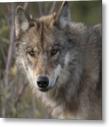 Gray Wolf Canis Lupus Portrait, Alaska Metal Print