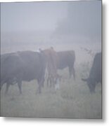 Grazing Cows In The Mist Metal Print