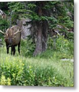 Grazing Elk Metal Print