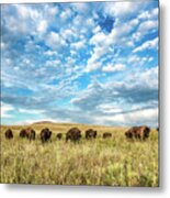 Grazing - Bison Herd Under Blue Sky In Oklahoma Metal Print
