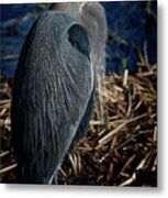 Great Blue Heron 2 Metal Print