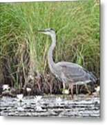 Great Blue Heron 6209 Metal Print