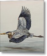 Great Blue Heron Flying Metal Print