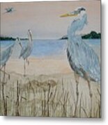 Great Blue Heron Metal Print