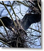 Great Blue Heron Nesting 2017 - 9 Metal Print