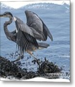 Great Blue Heron On Cape Cod Canal 1 Metal Print