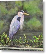 Great Blue Heron On Lily Pad Metal Print