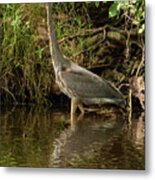 Great Blue Heron Wading In A Pond Metal Print