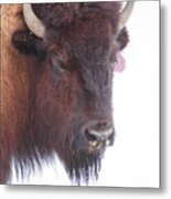 Great Buffalo Metal Print