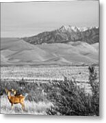 Great Colorado Sand Dunes Deer Metal Print