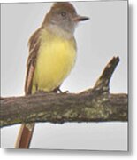 Great Crested Flycatcher Metal Print