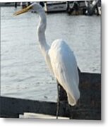 Great Egret 25 Metal Print