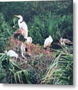 Great Egret And Adult & Immature White Metal Print