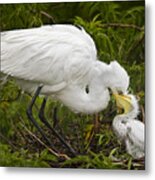 Great Egret And Chick Metal Print