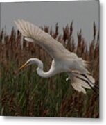 Great Egret And Grass Metal Print