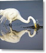 Great Egret Diving For Lunch Metal Print