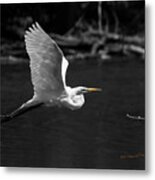 Great Egret In Bw Metal Print