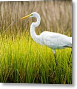 Great Egret In Cedar Point Marsh Metal Print