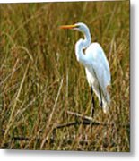 Great Egret - Sandy Ridge Metal Print