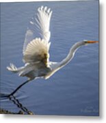 Great Egret Taking Flight Metal Print