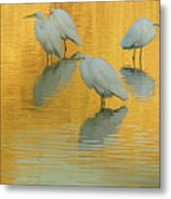 Great Egrets 5005-112813-4cr Metal Print