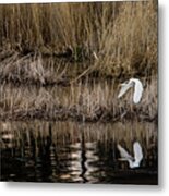 Great Egret's Flight To A New Position Metal Print