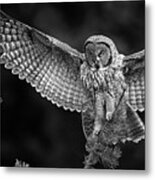 Great Gray Owl Black And White Metal Print