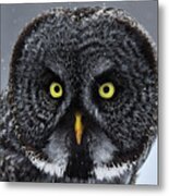 Great Gray Owl Face Metal Print