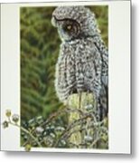 Great Grey Owl Metal Print