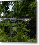 Great Grey Owl In Flight Metal Print