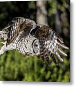 Great Grey Owl Metal Print