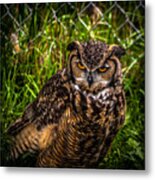 Great Horned Owl Metal Print