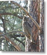 Great Horned Owl In A Tree Metal Print