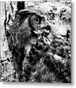 Great Horned Owl In Black And White Metal Print