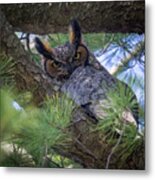 Great Horned Owl Metal Print