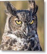 Great Horned Owl Portrait 3 Metal Print