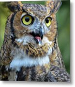 Great Horned Owl Smiling Metal Print